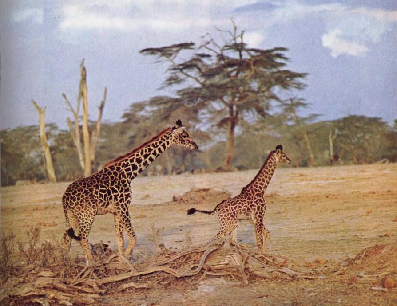 unknow artist The oppna terrangen am failing giraffe favoritmiljo China oil painting art